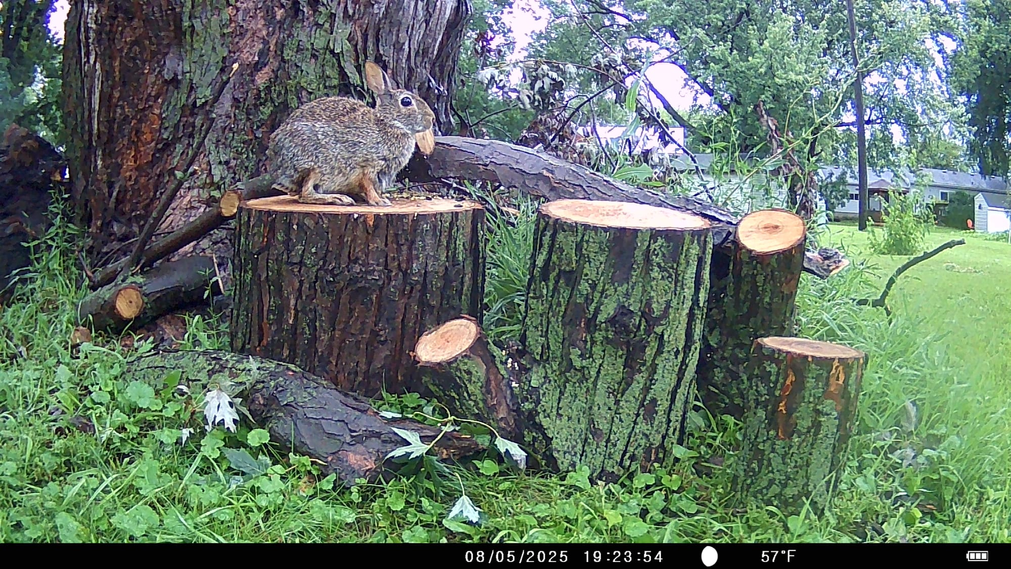 Tales from the Trail Cam
