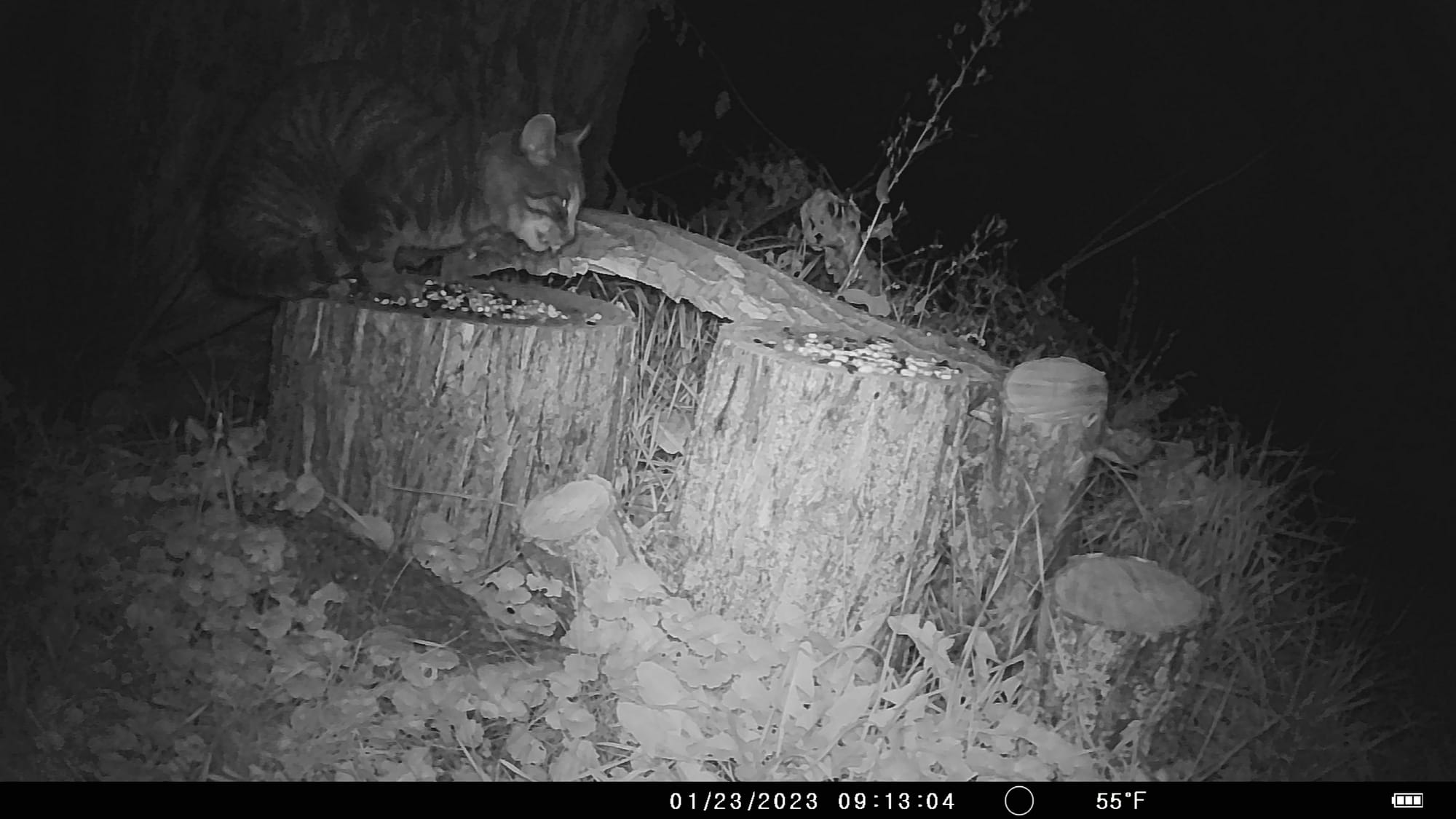 Tales from the Trail Cam