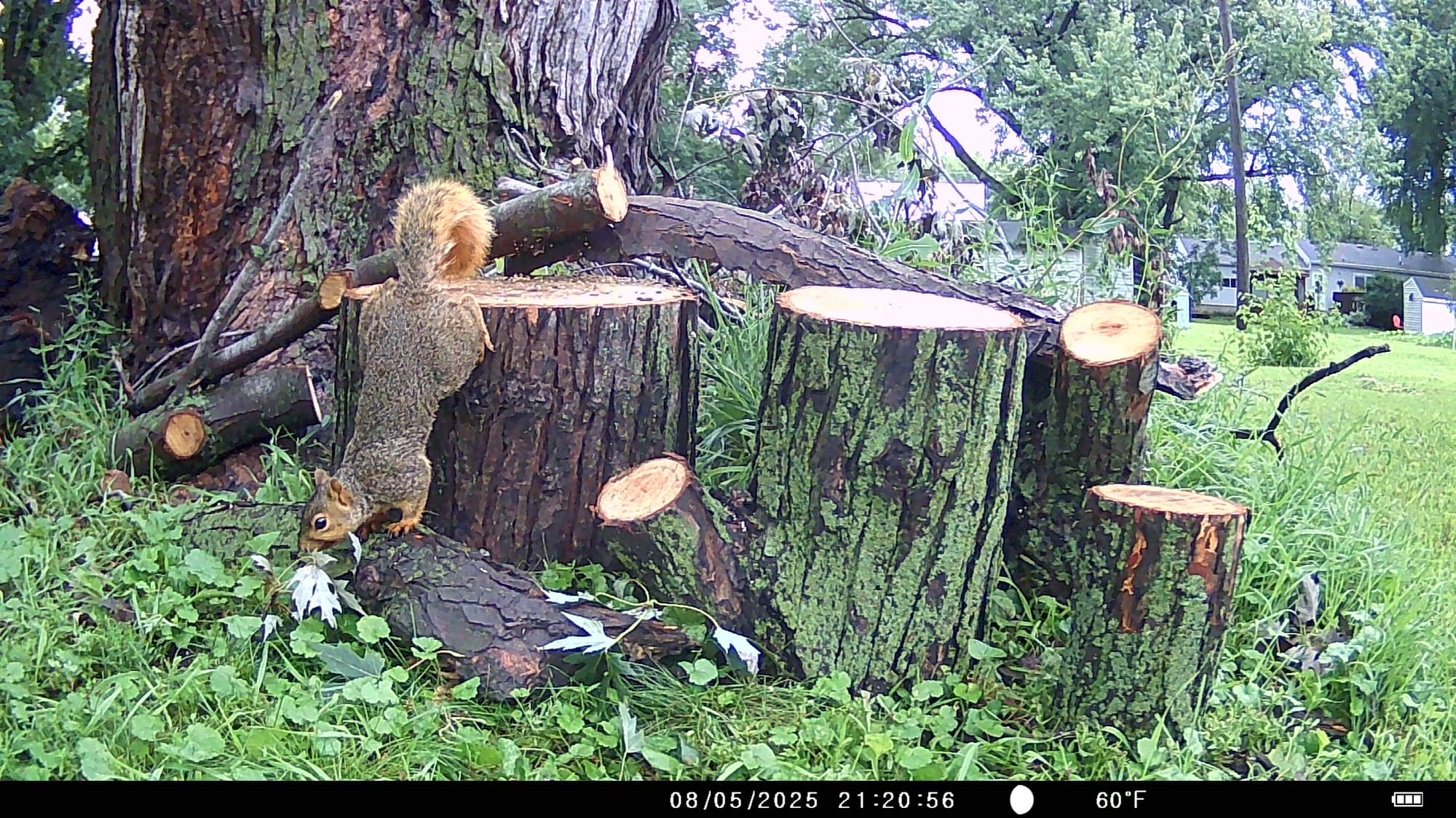 Tales from the Trail Cam