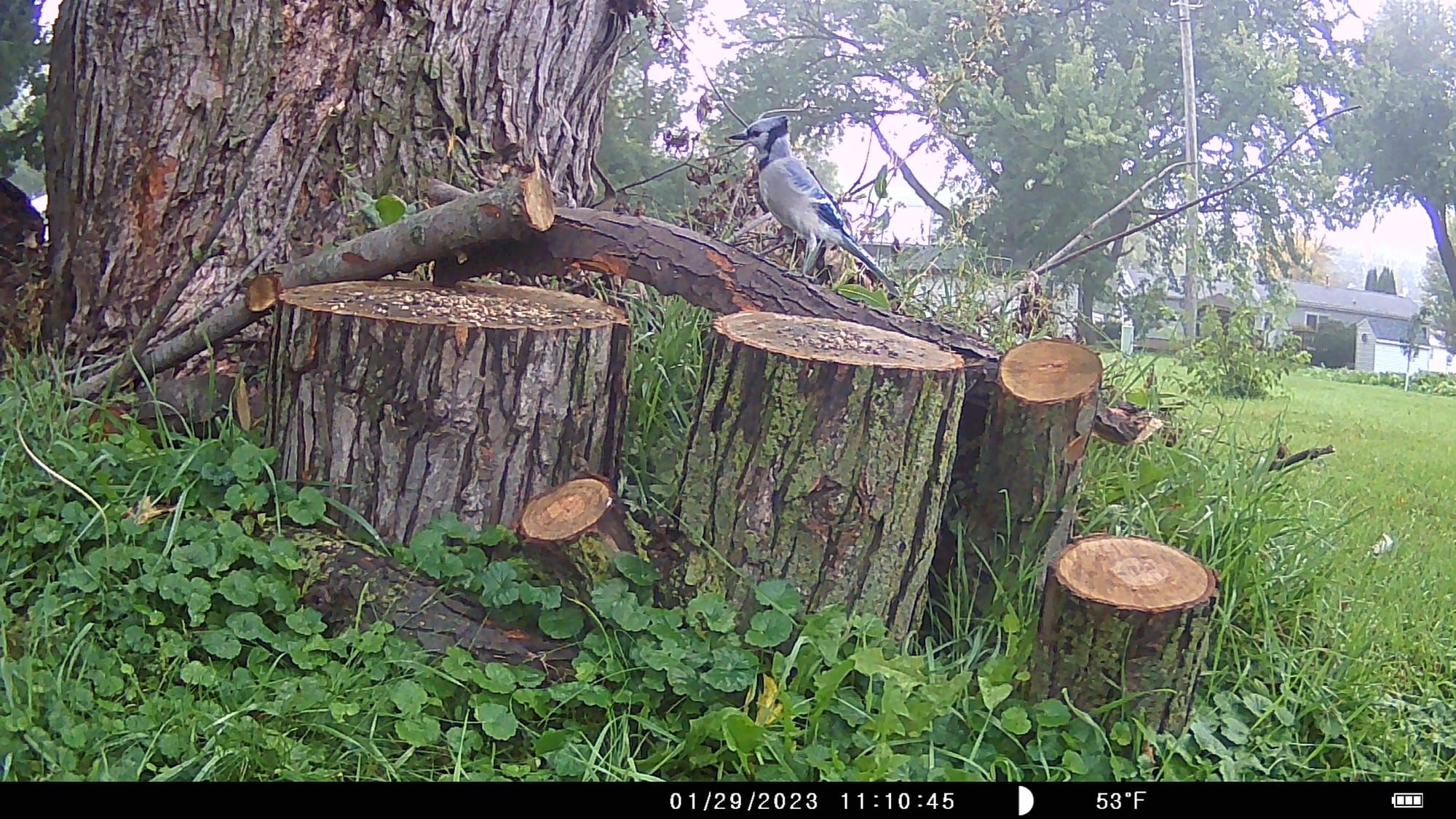 Tales from the Trail Cam