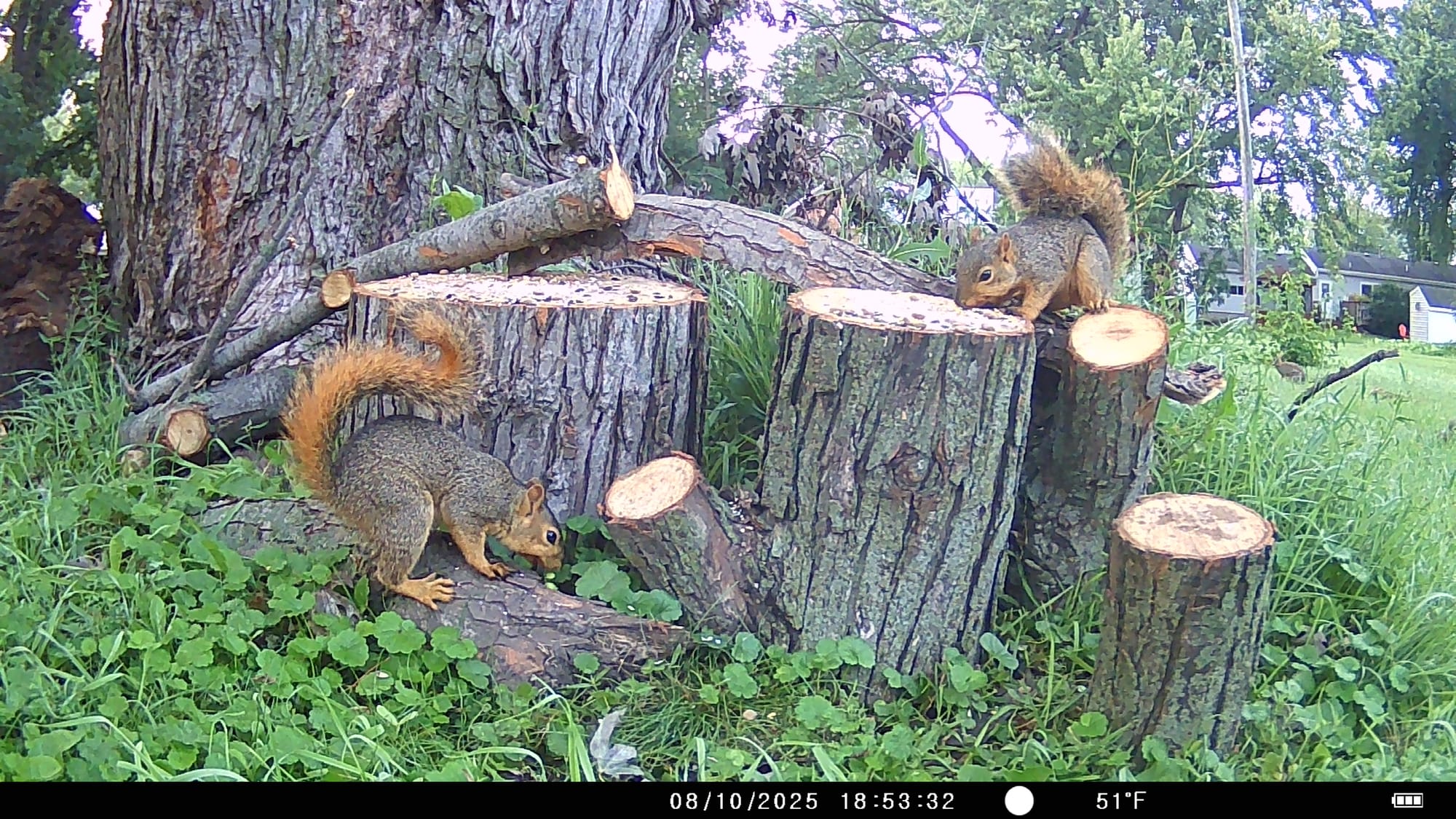 Tales from the Trail Cam