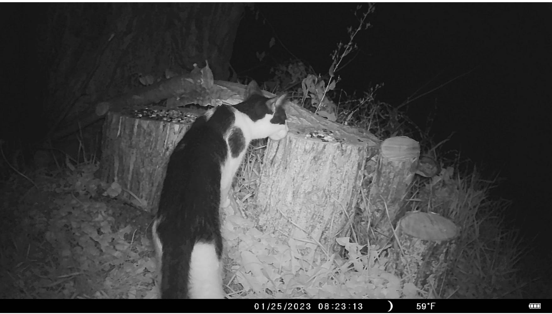 Tales from the Trail Cam