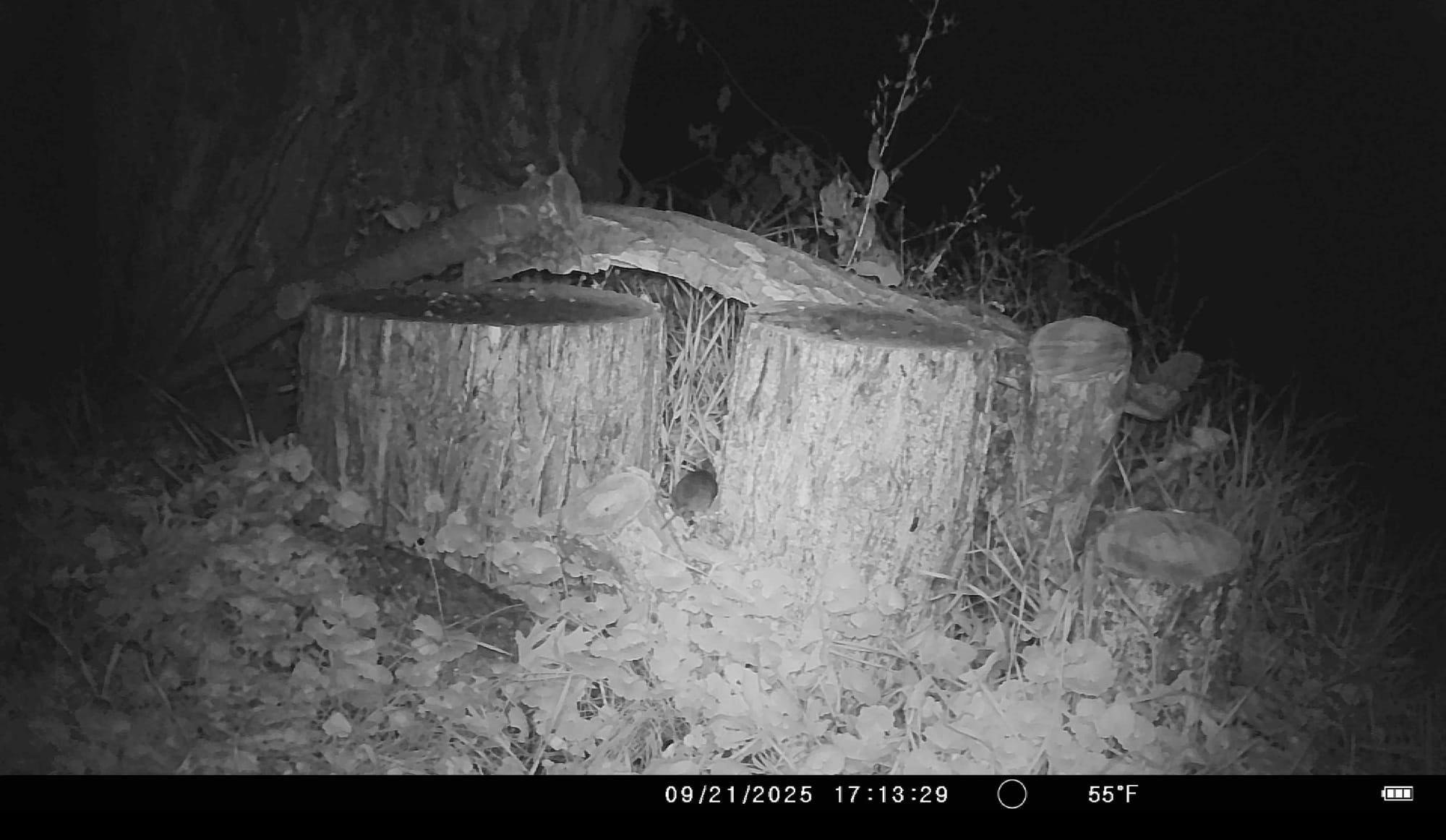Tales from the Trail Cam