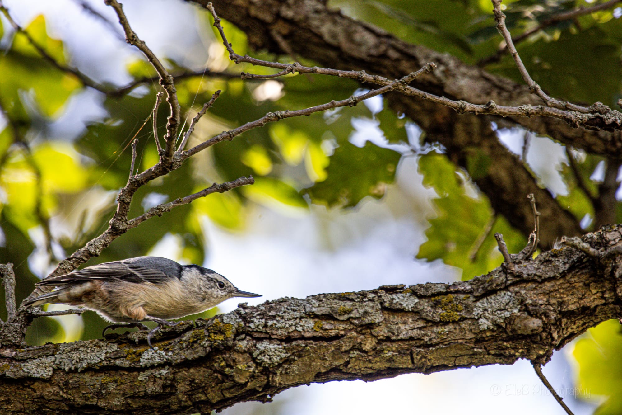 Horseshoe Bend Wildlife Area, September 7 ‘24