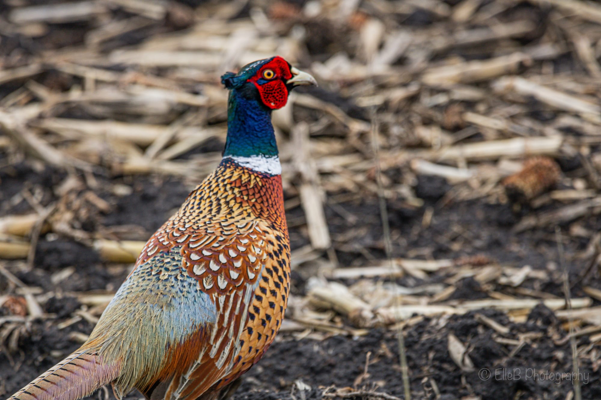 Nemesis Bird: Pheasant