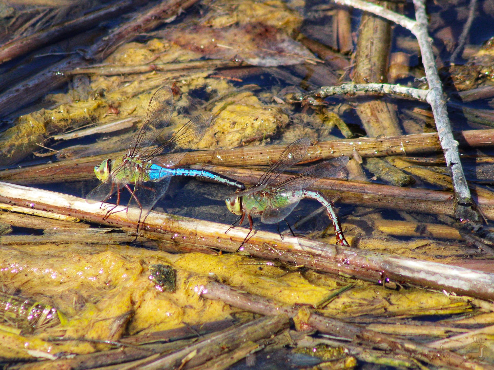 Photo Spotlight: Dragonflies