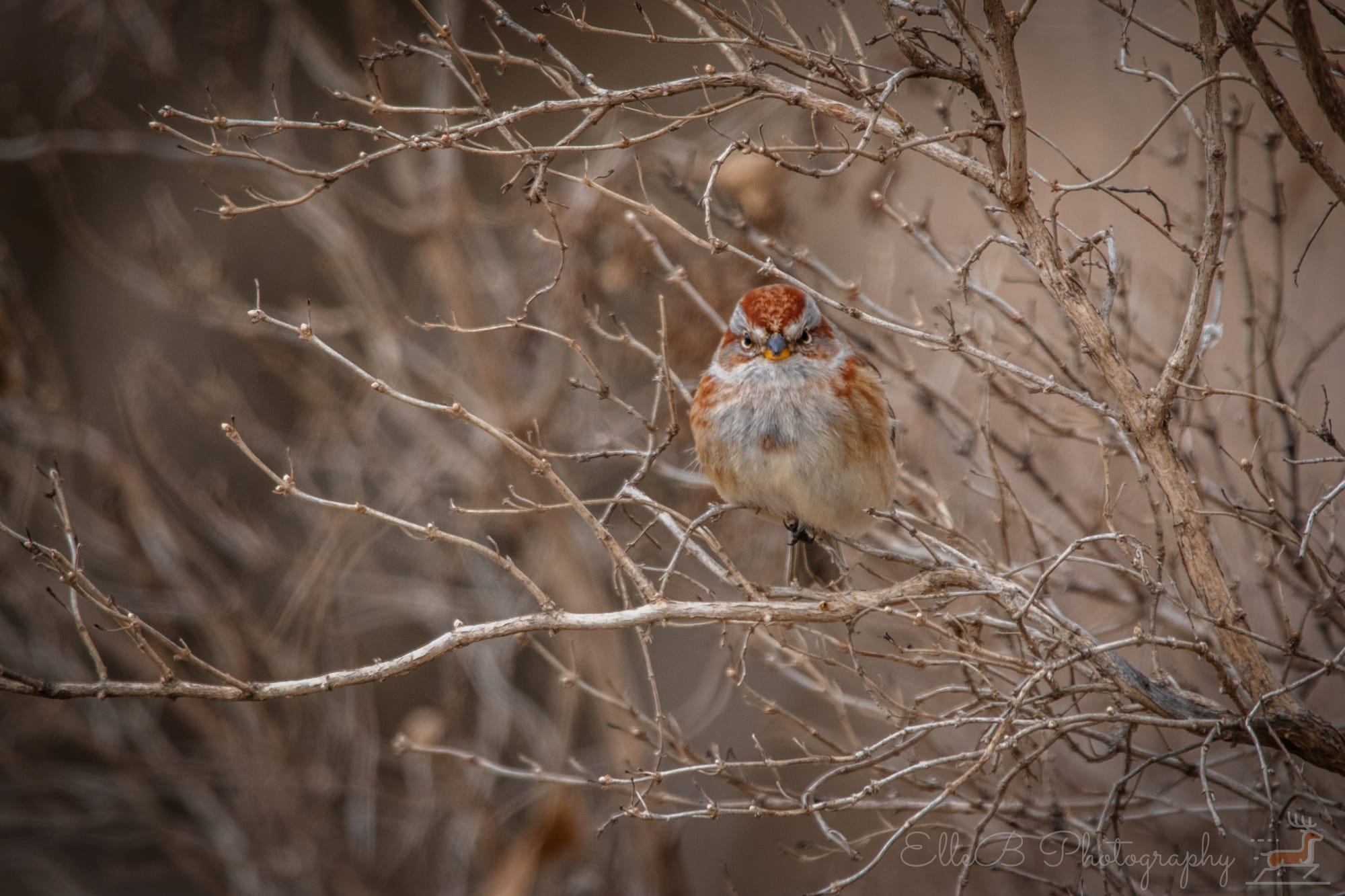 2025 Bird Tracking: January