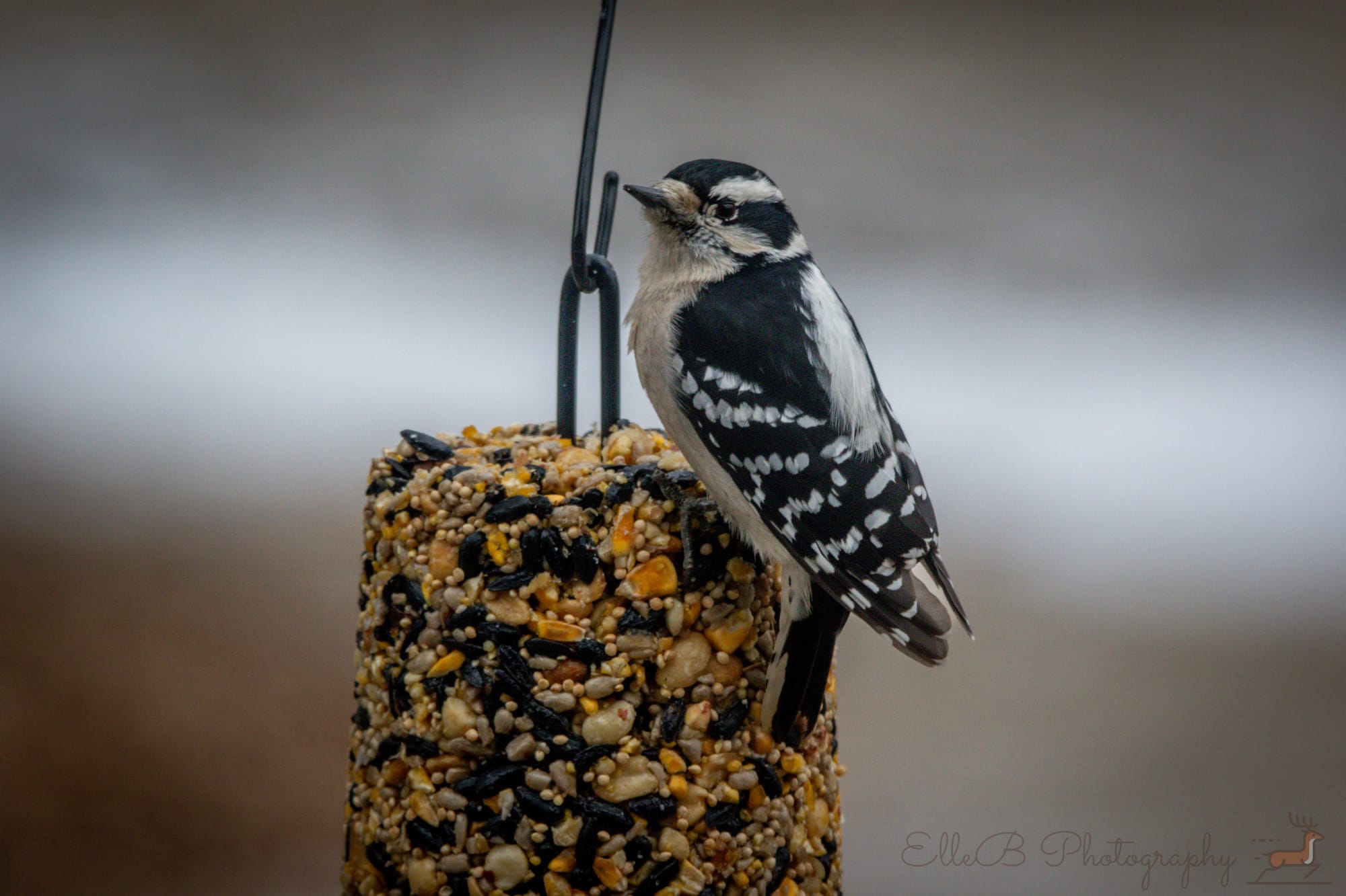 Feeder Watch: January