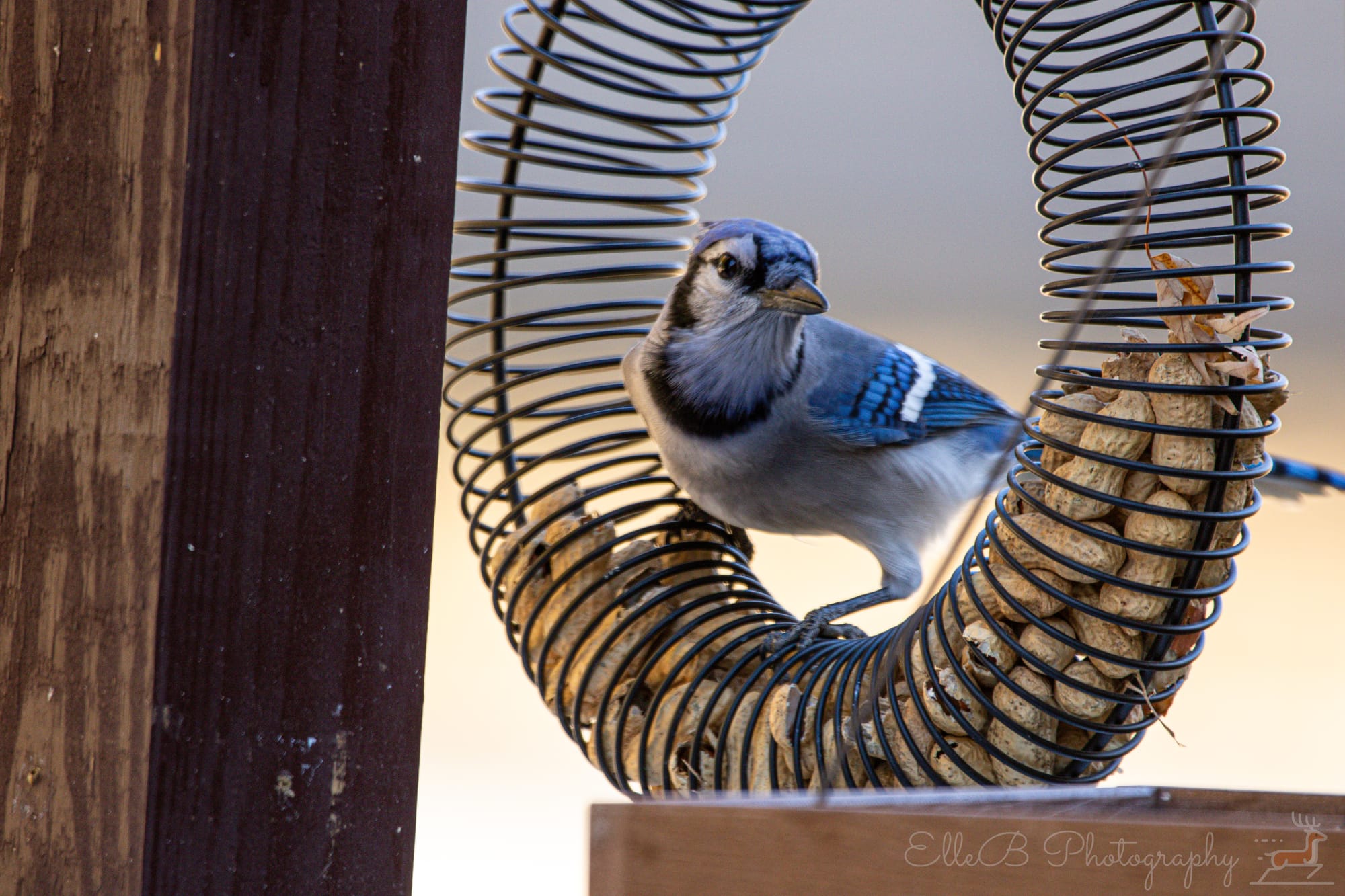 Bird Feeding Setup Pt 1