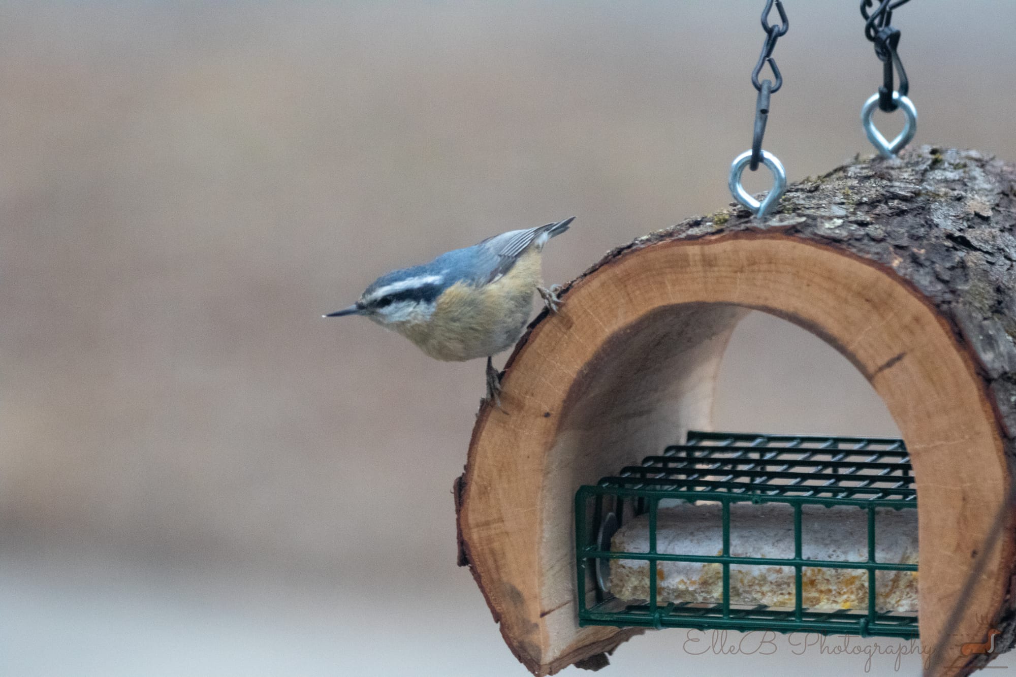 Bird Feeding Setup Pt 2
