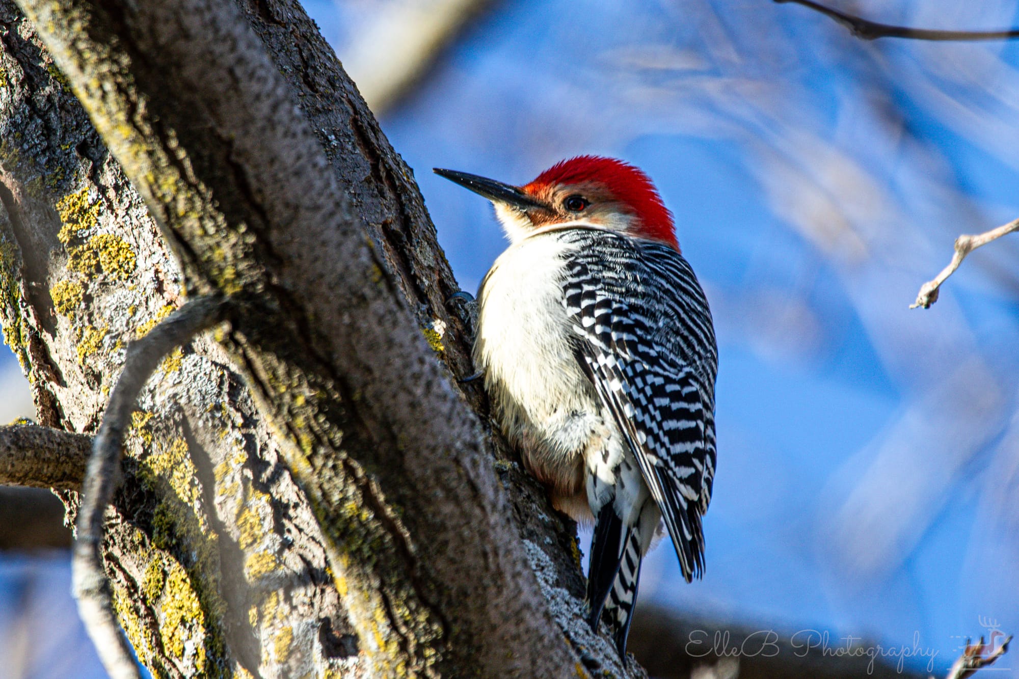 Photo Spotlight: Red-bellied Woodpecker