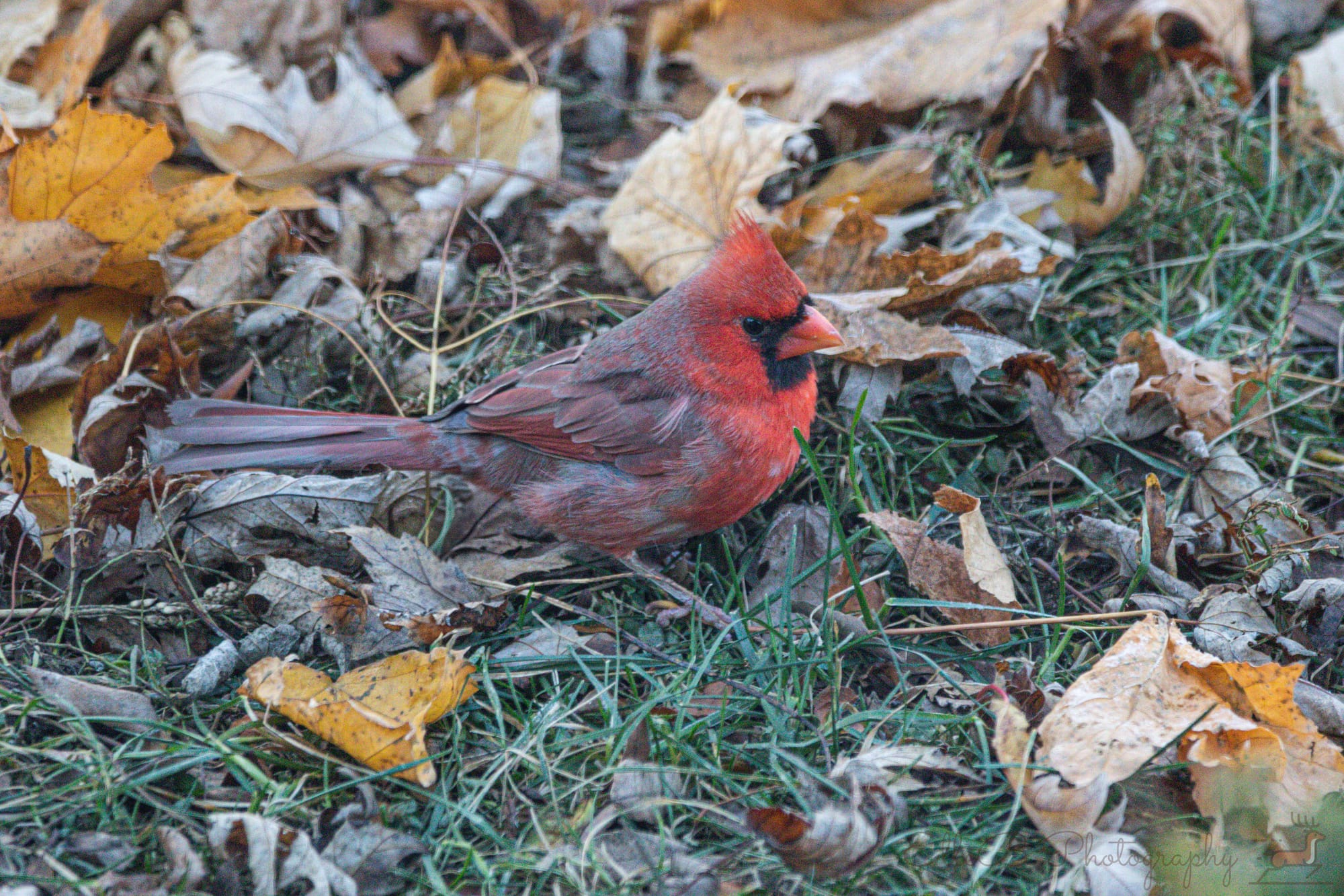 Bird Feeding Setup Pt 3