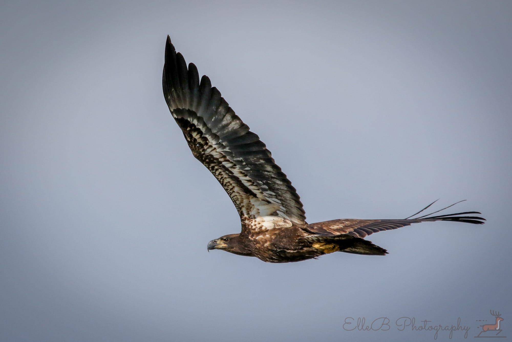 Photo Improvements: Bald Eagle