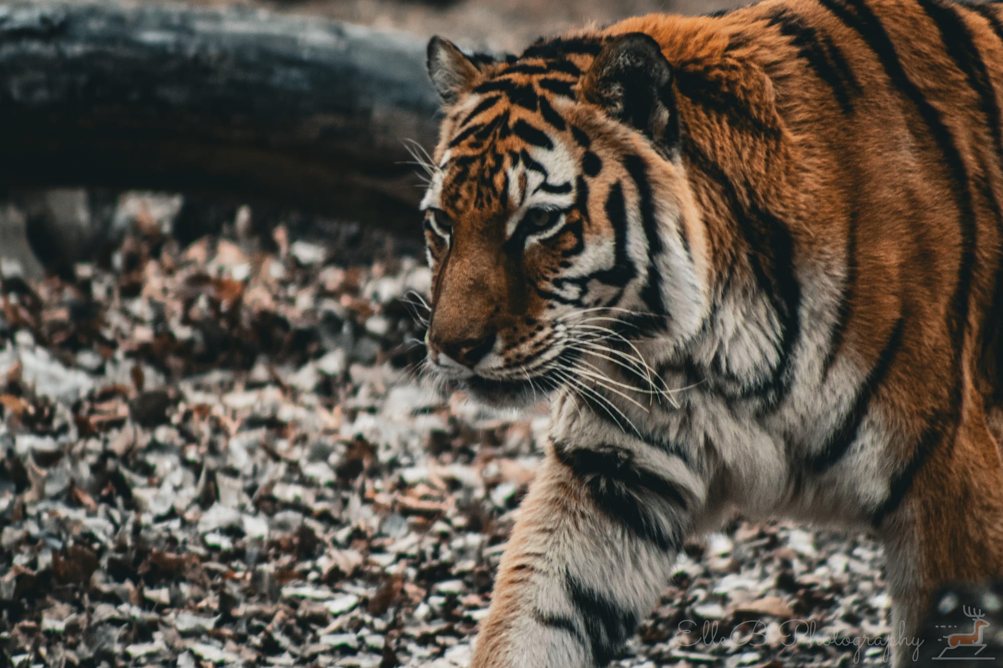 Great Plains Zoo, February 5 ‘25