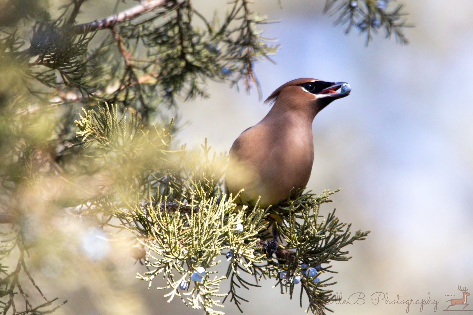 2025 Bird Tracking: February