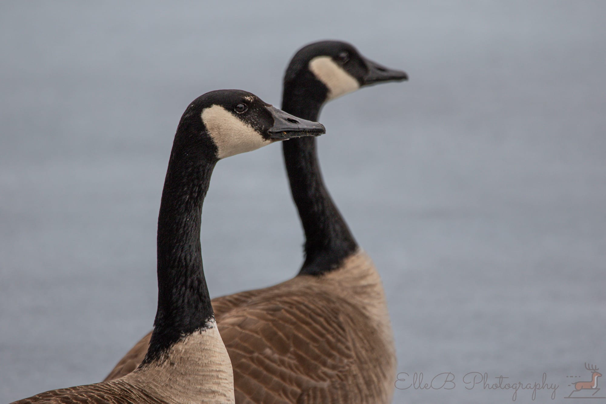 Gull Point State Park, February 26 ‘25