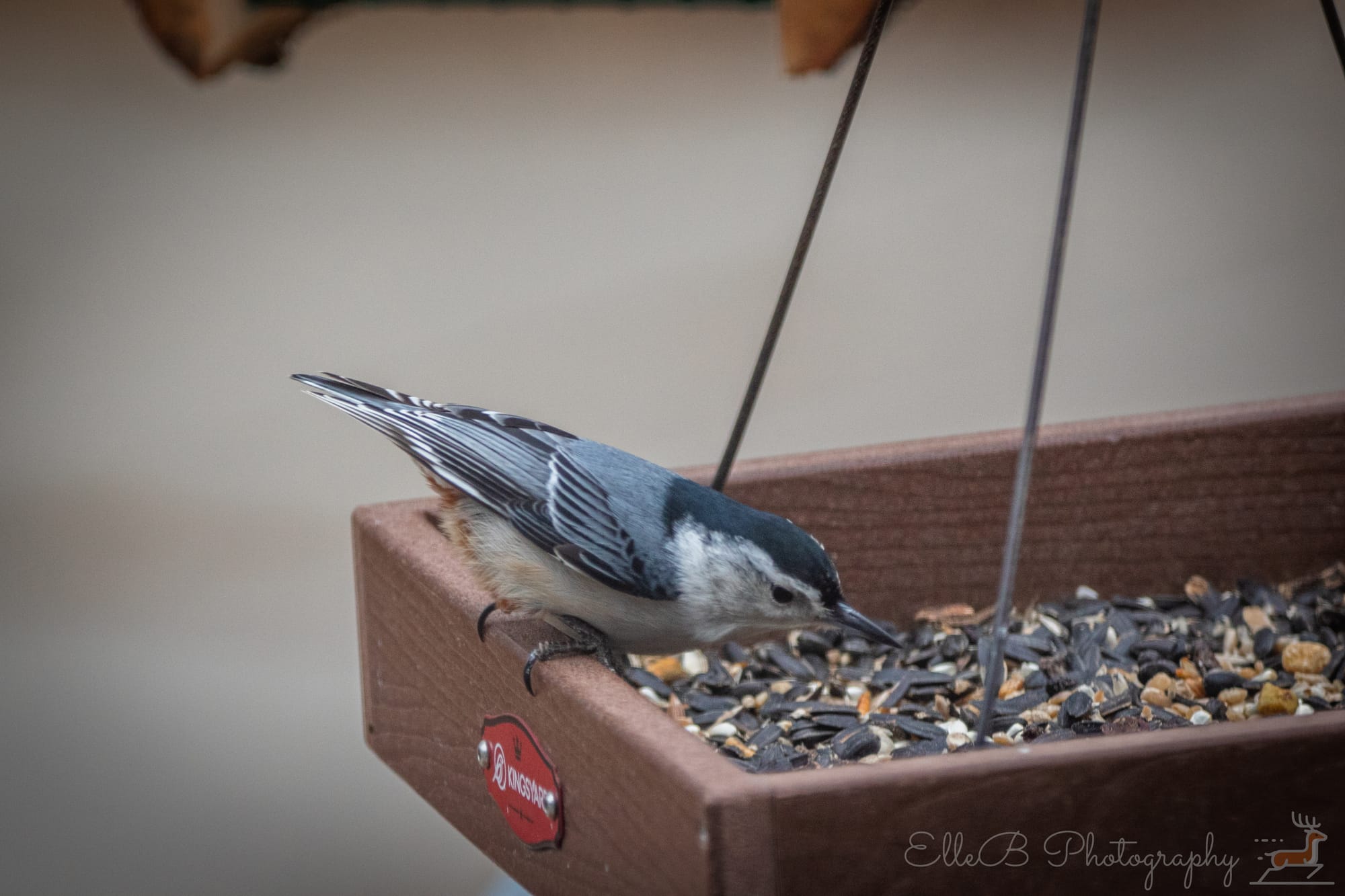 Feeder Watch: February