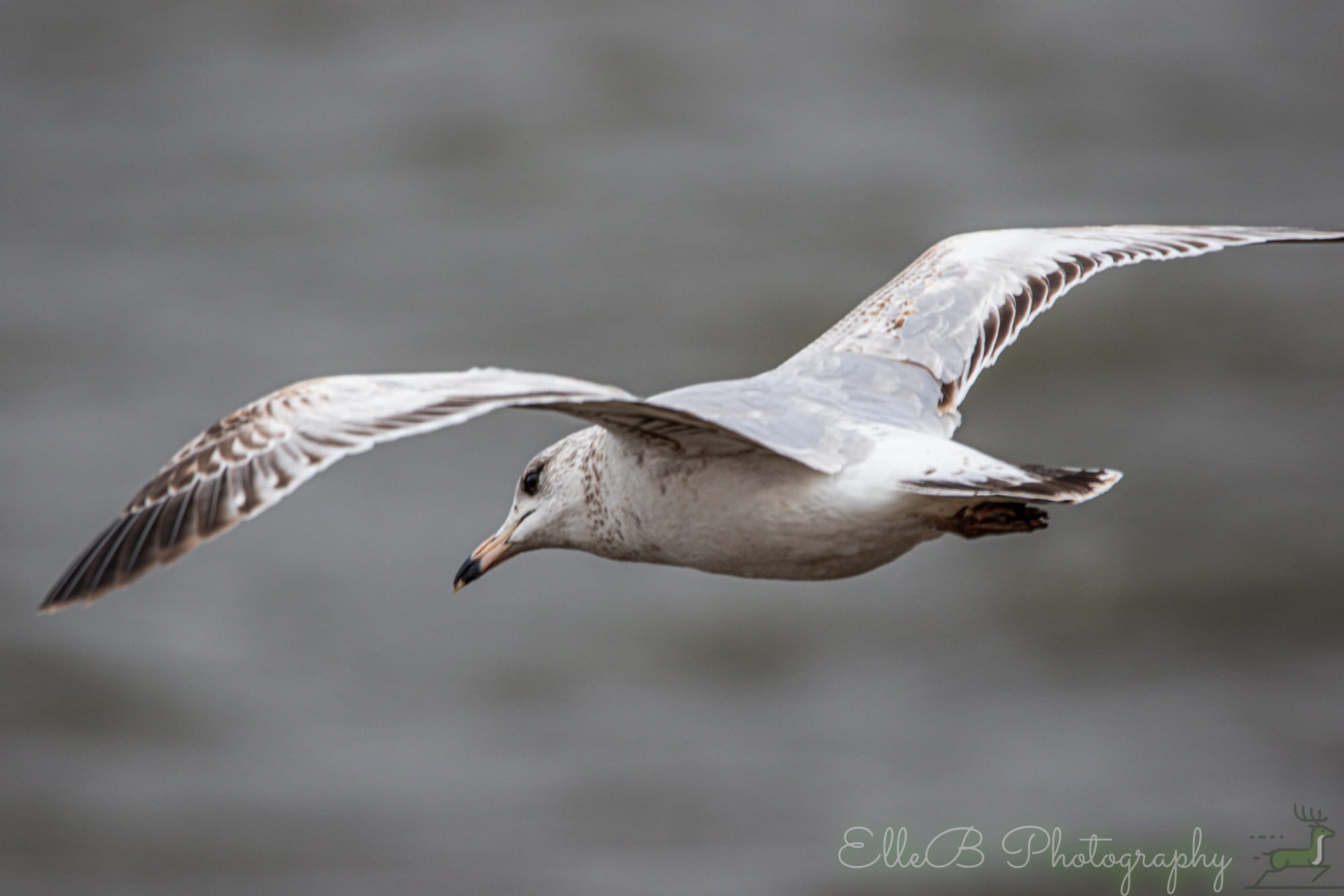 2025 Bird Tracking: March