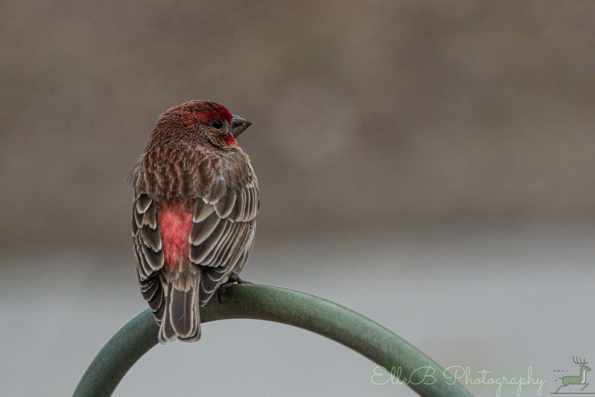 Feeder Watch: March