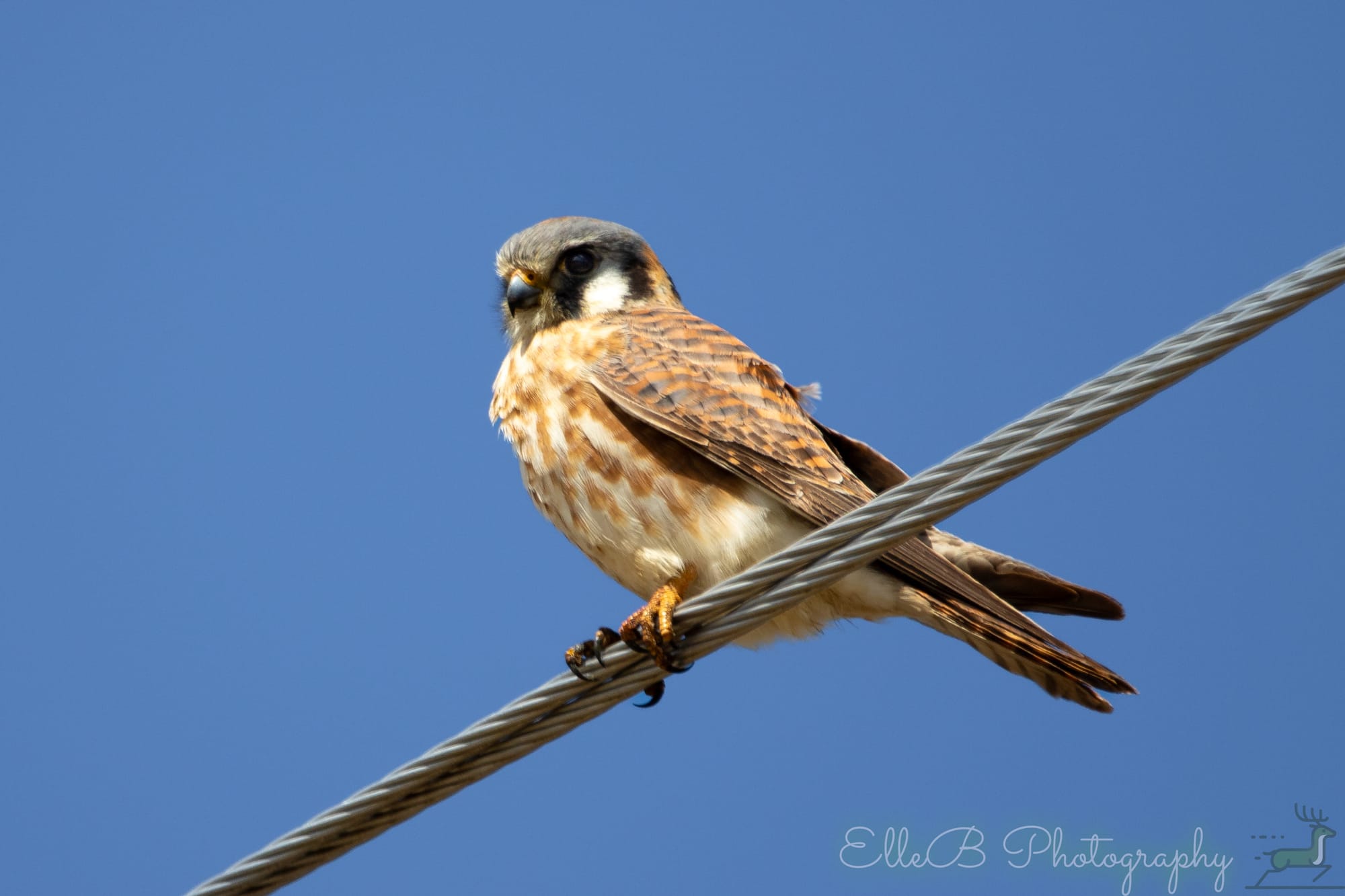 2025 Bird tracking: April