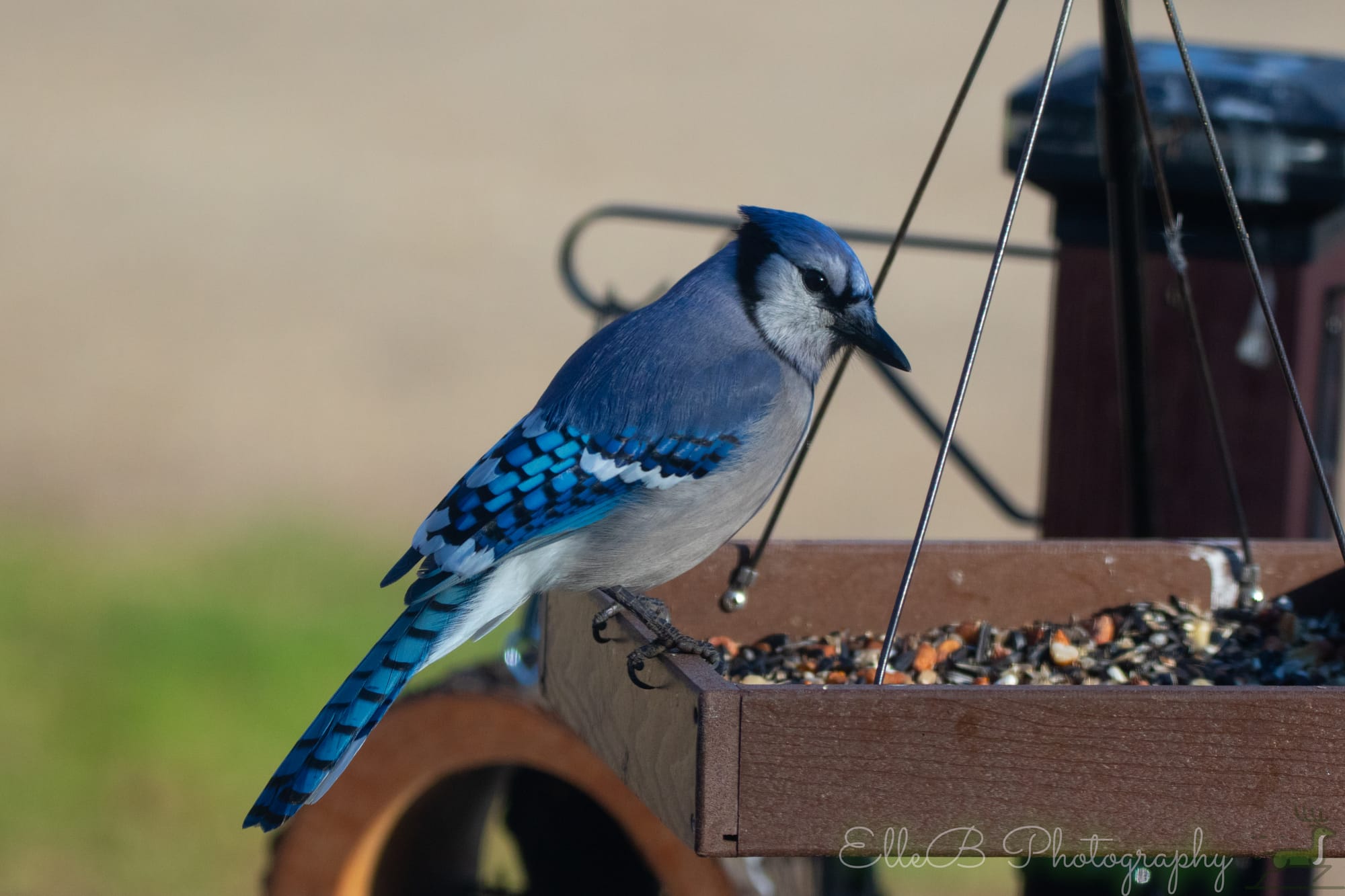 Feeder Watch: April