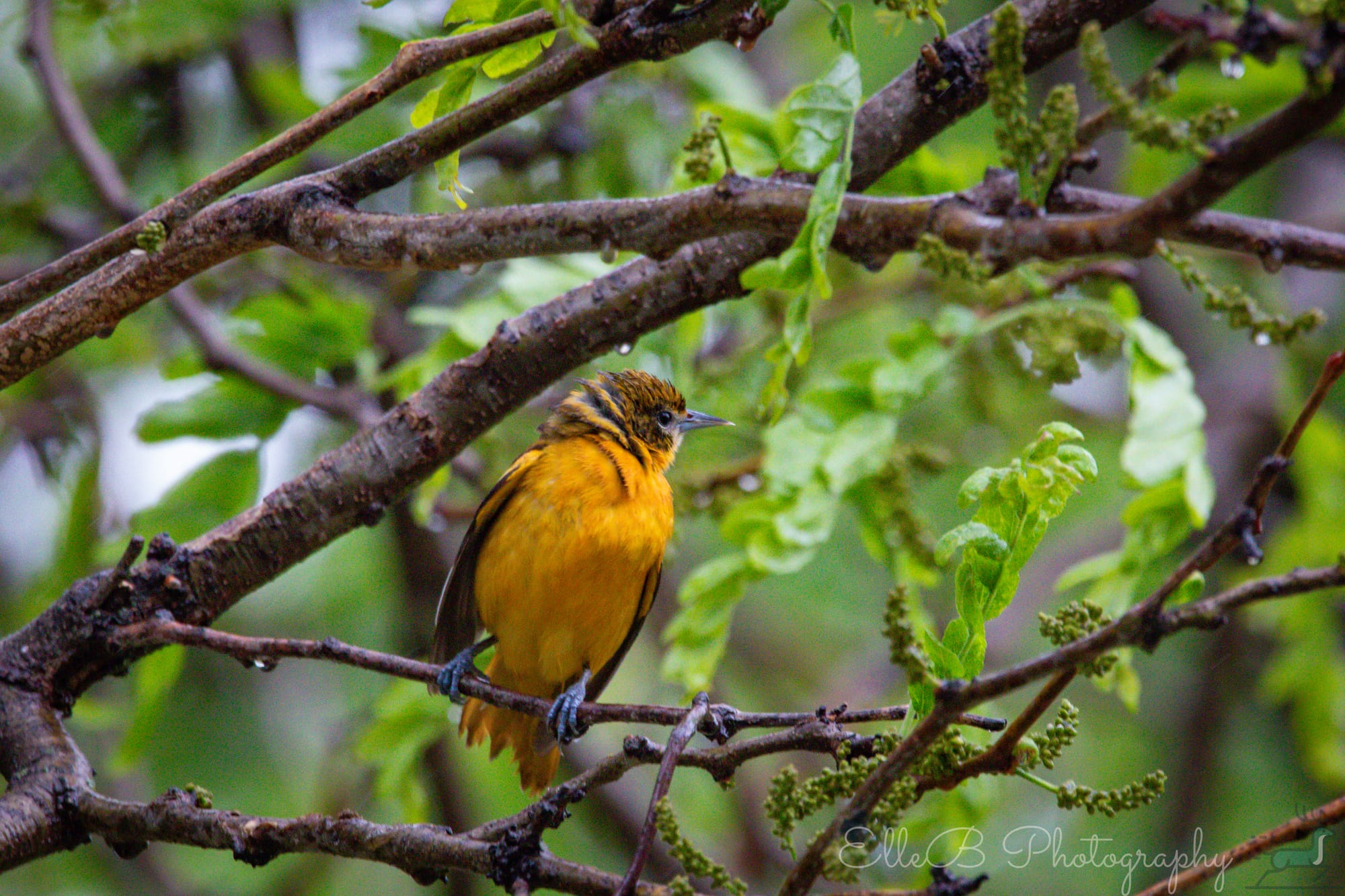2025 Bird Tracking: May