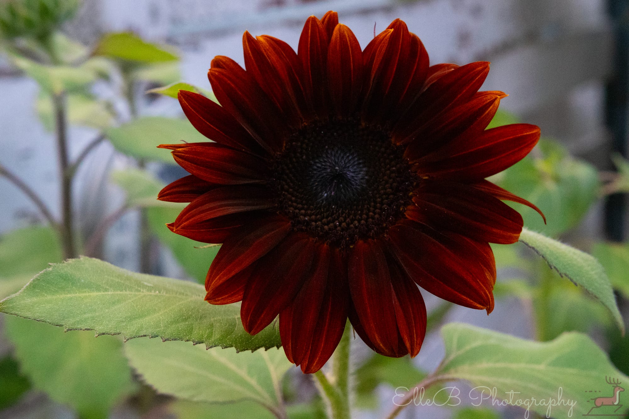 Garden Photography