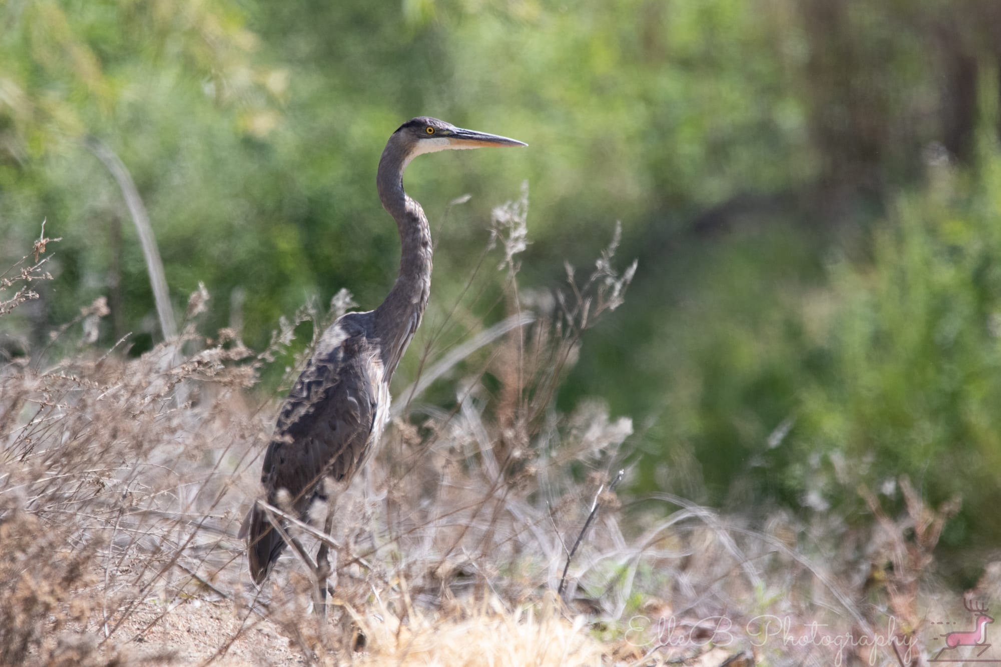 Spotlight: Great Blue Heron
