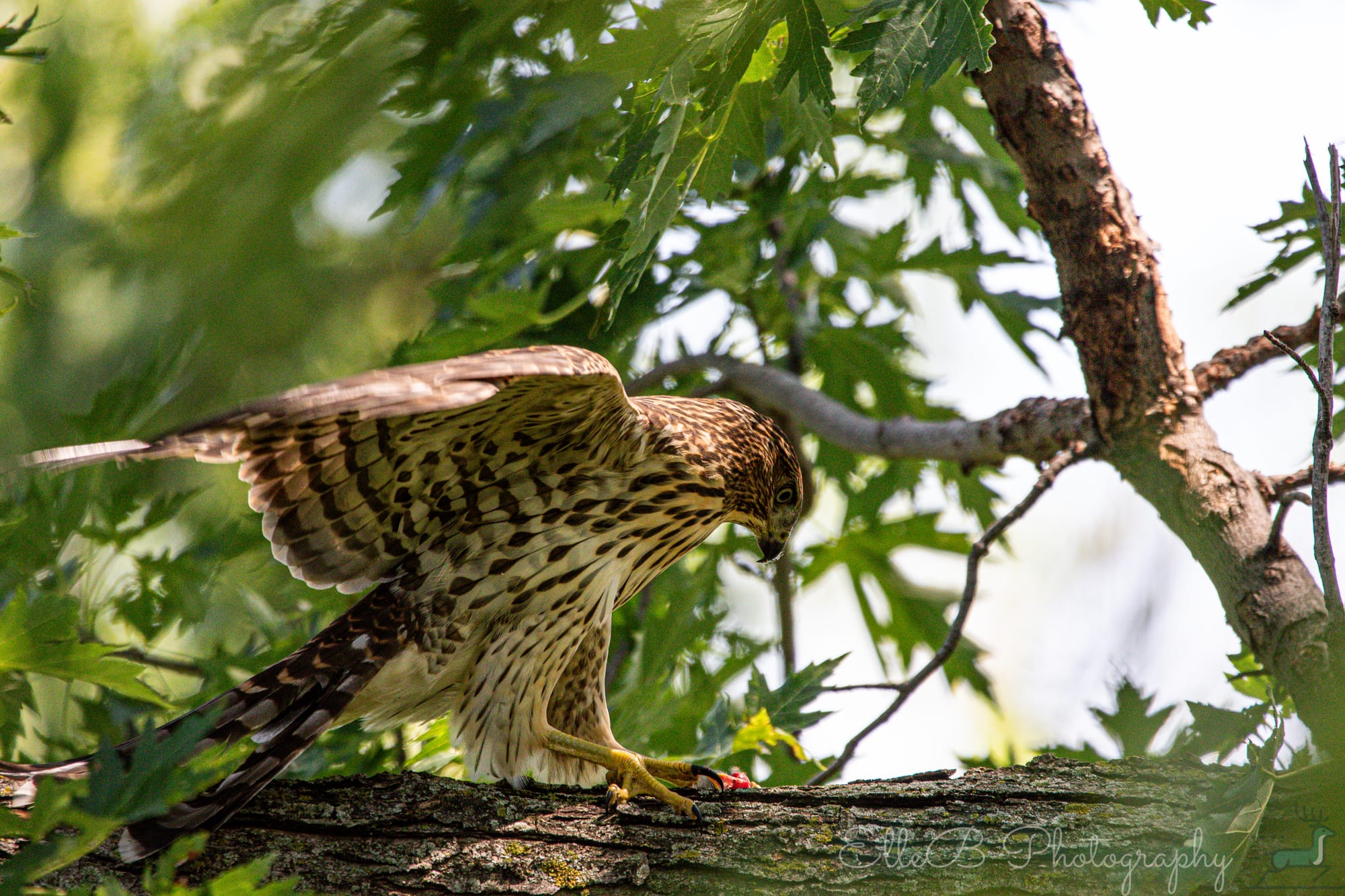 Moments in Nature: Cooper’s Hawk