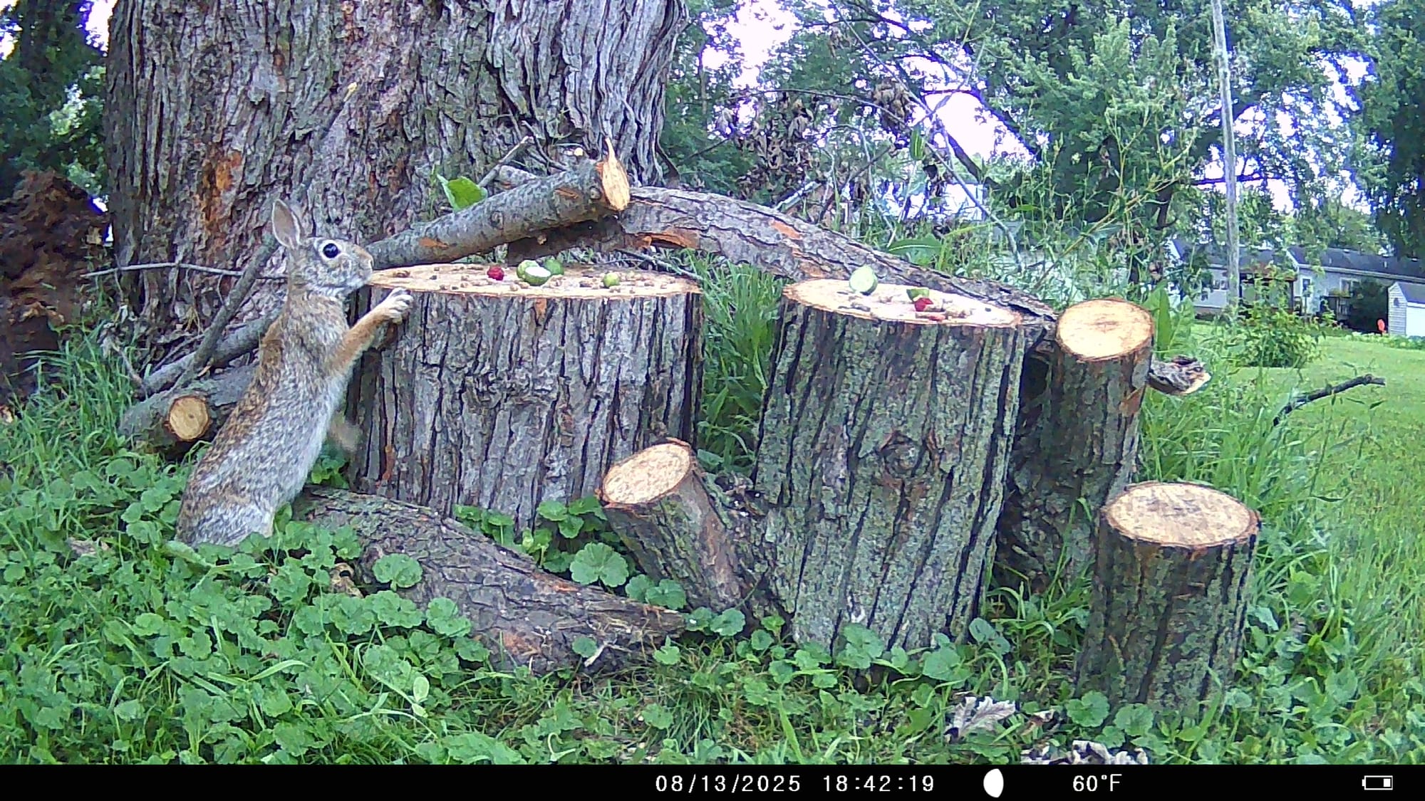 Tales from the Trail Cam