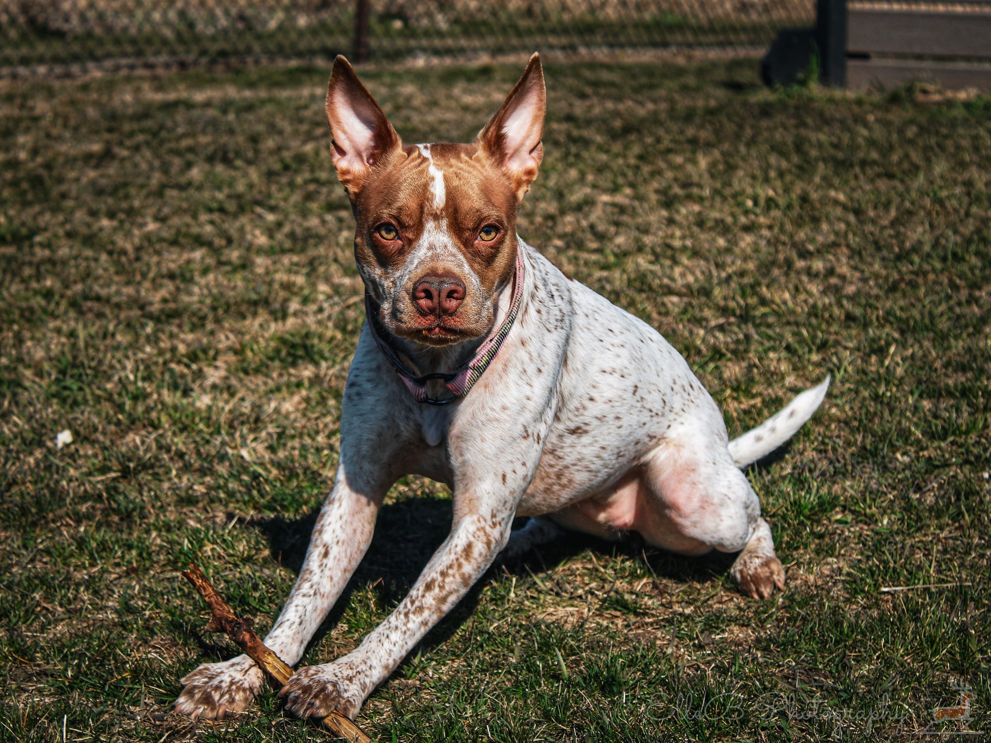 Pet Photography