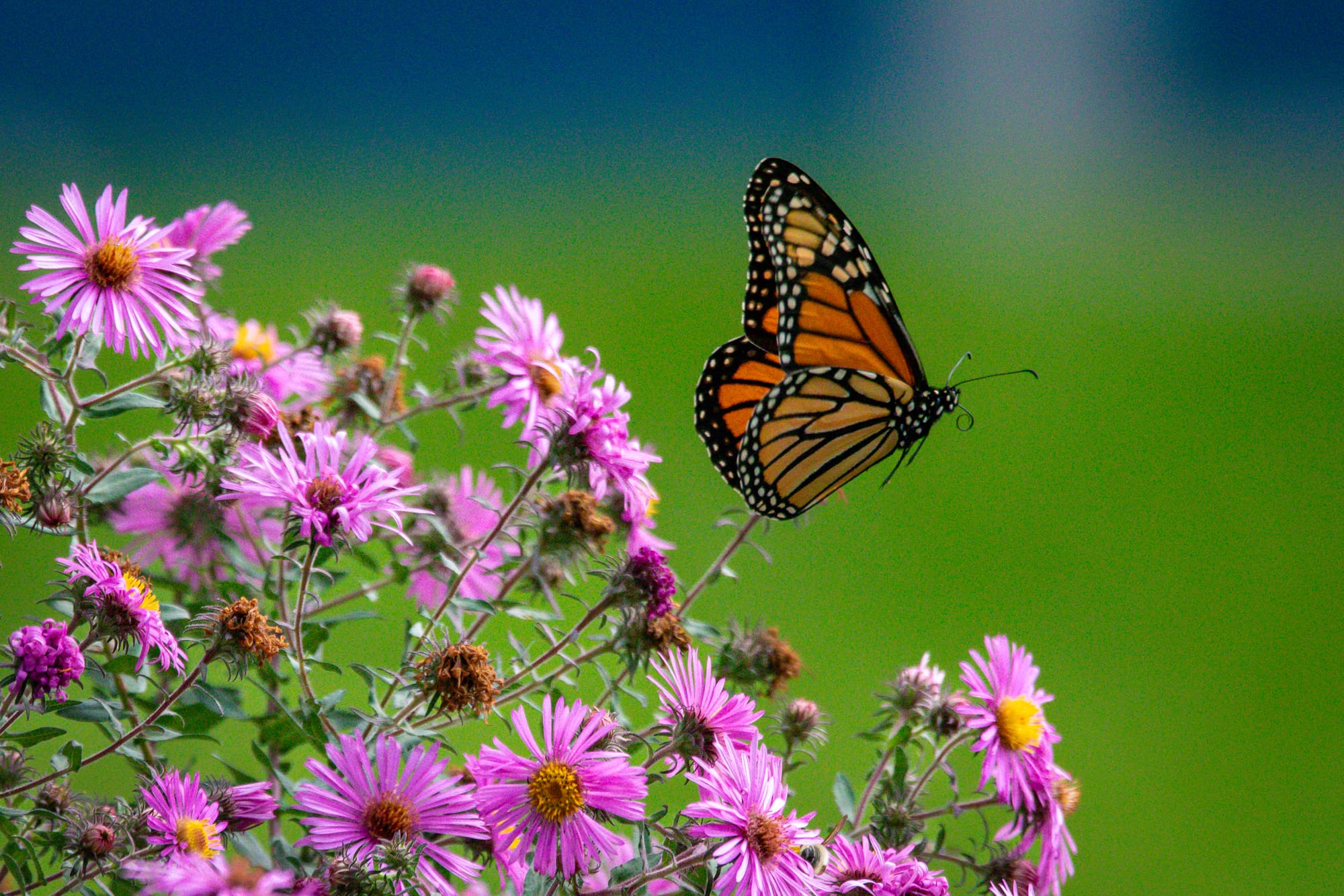 Spotlight: Butterflies