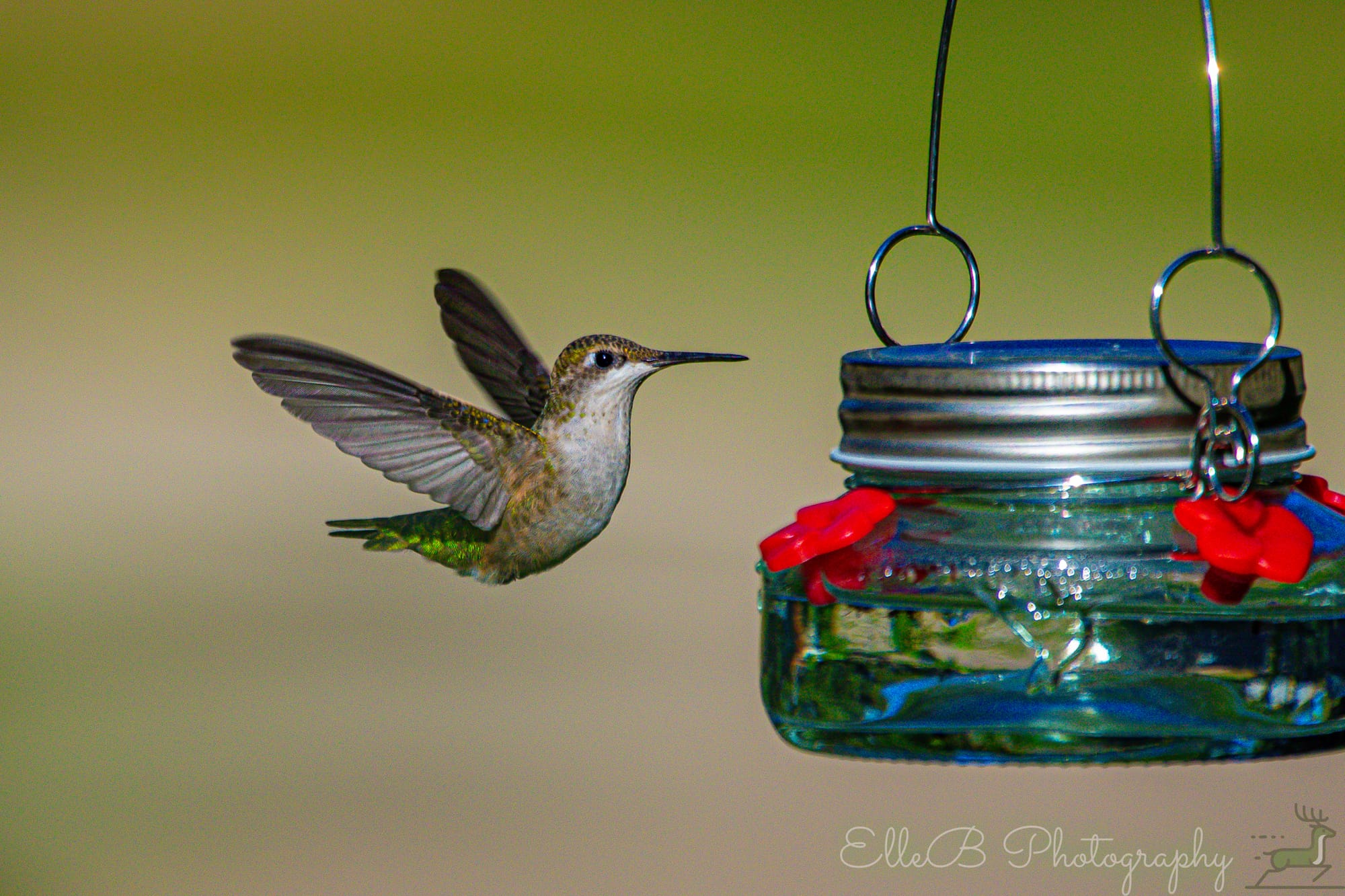 Summer Feeder Watch