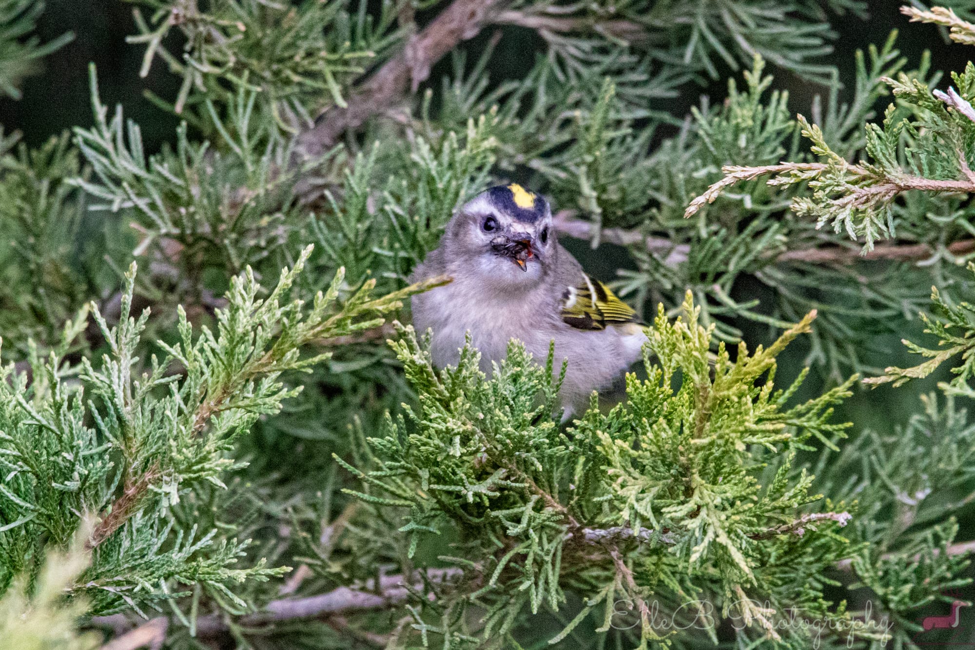Bird Tracking 2025 August-October