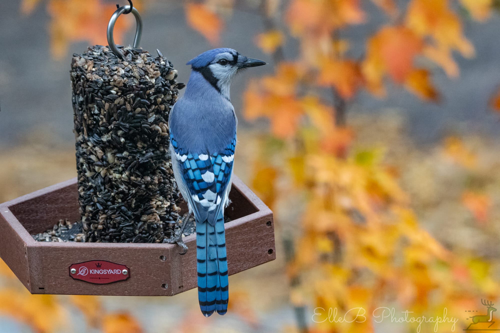 Feeder Watch November ‘25