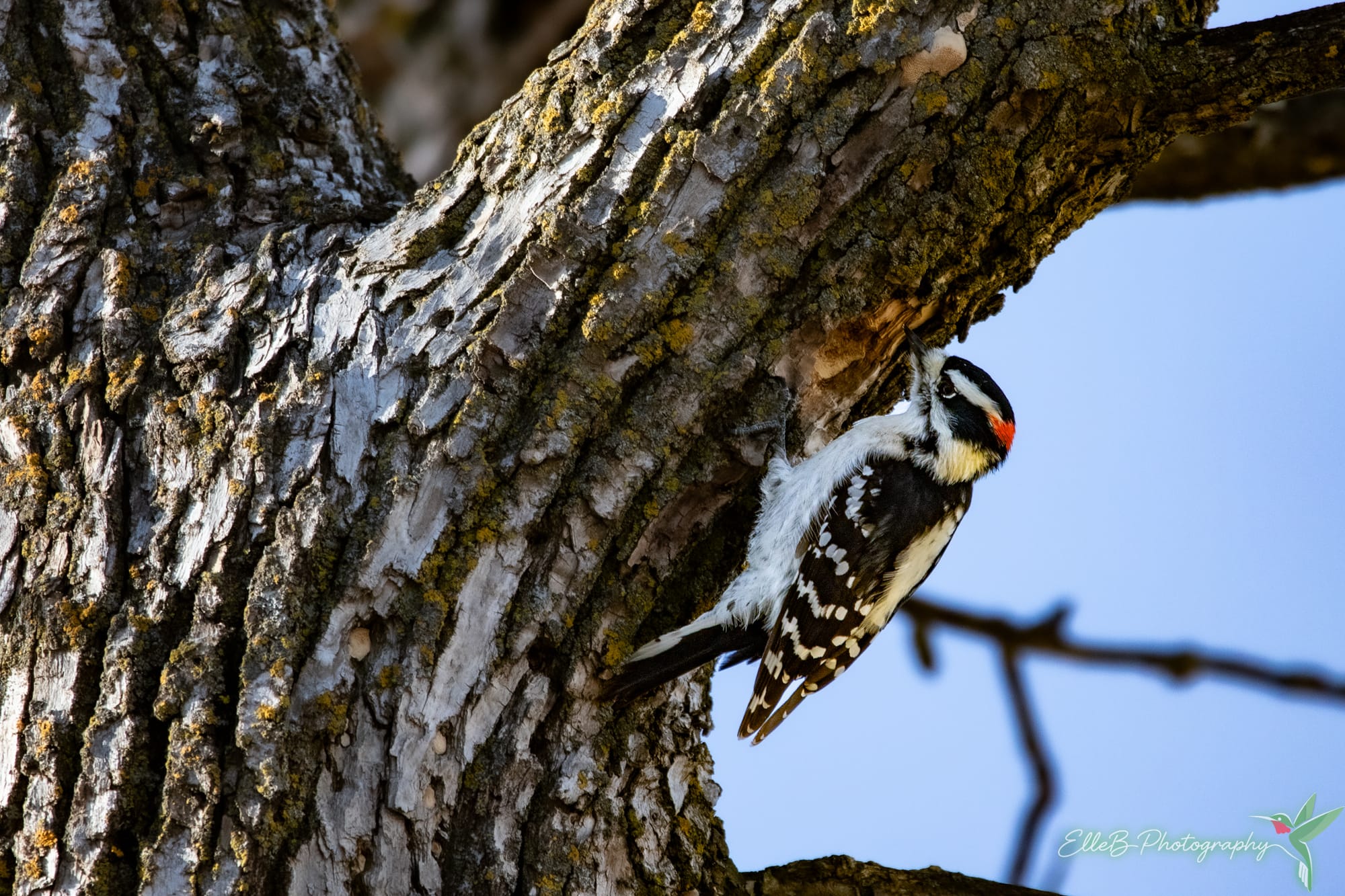 2026 150 Bird Challenge 1-10