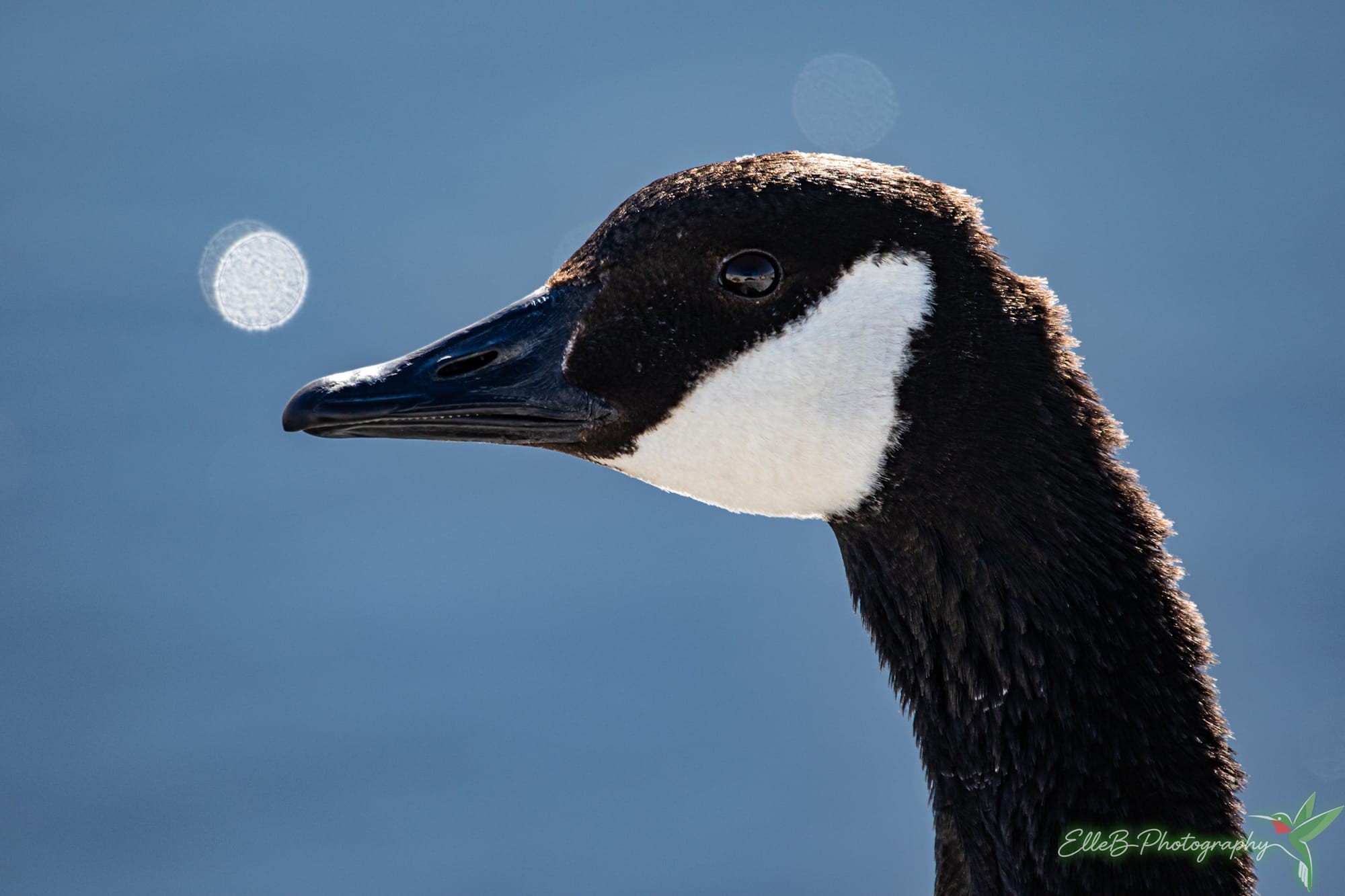 2026 150 Challenge 11-20