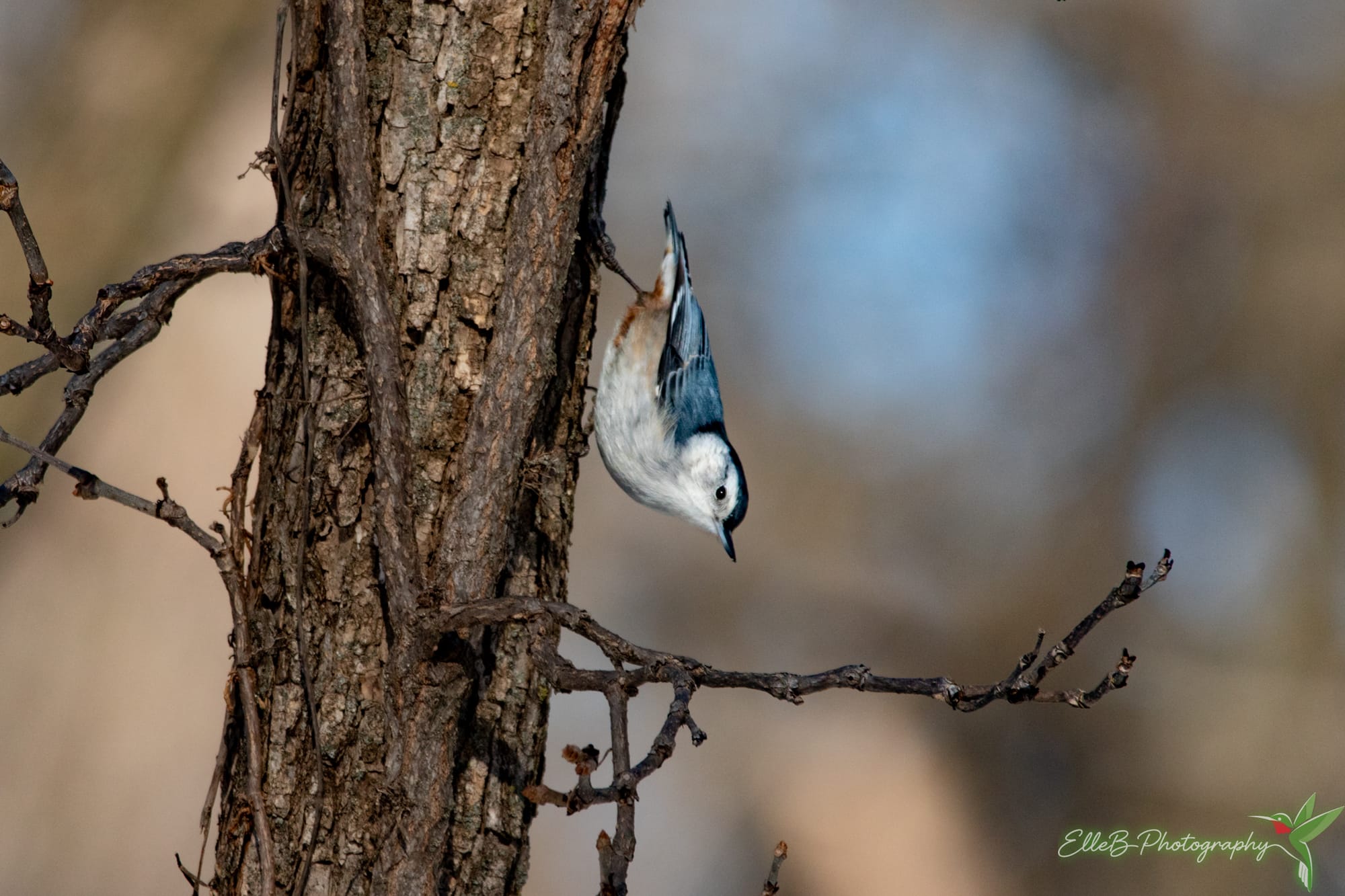 Gull Point State Park February 5, '26