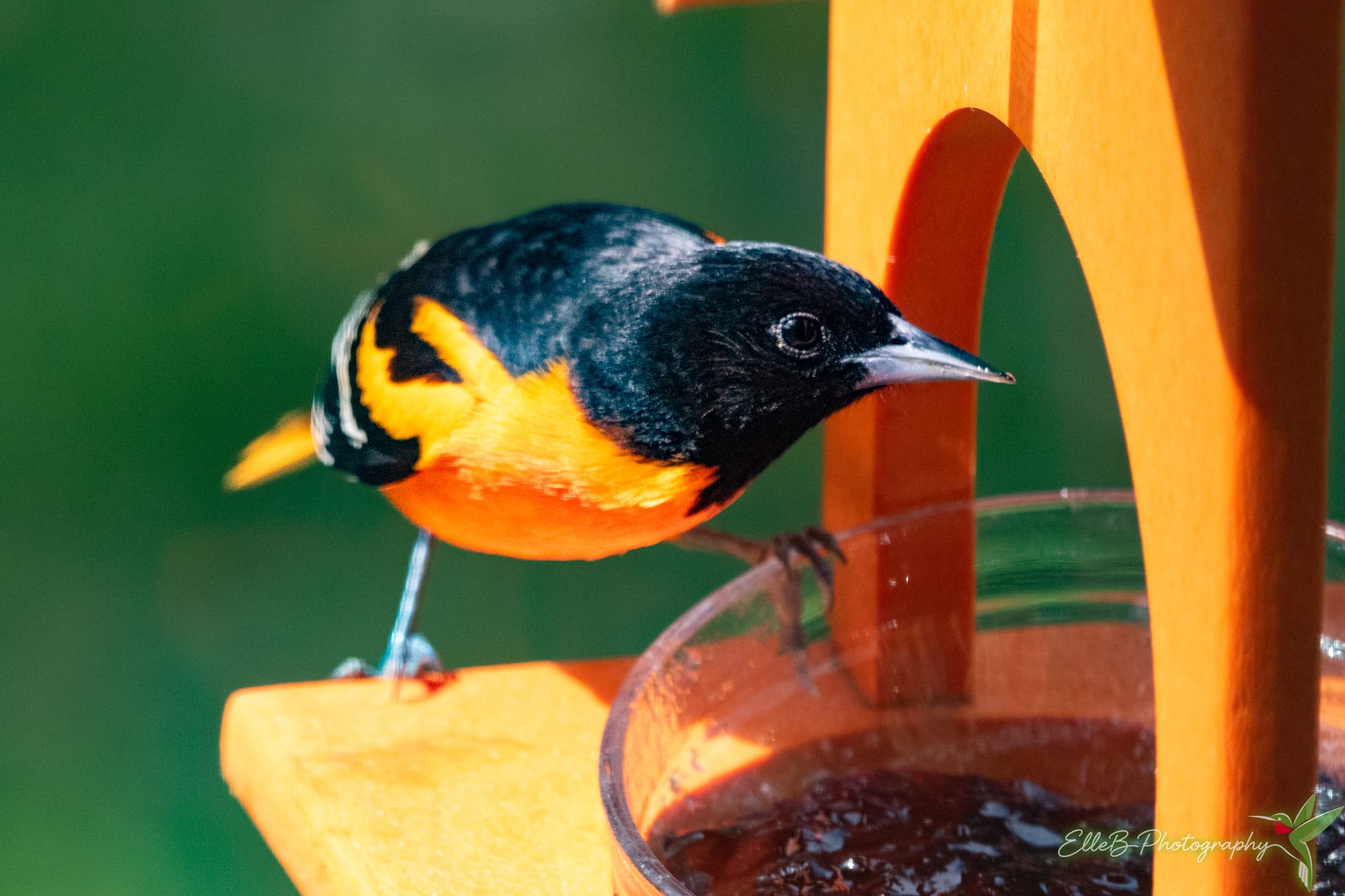 Feeding Orioles