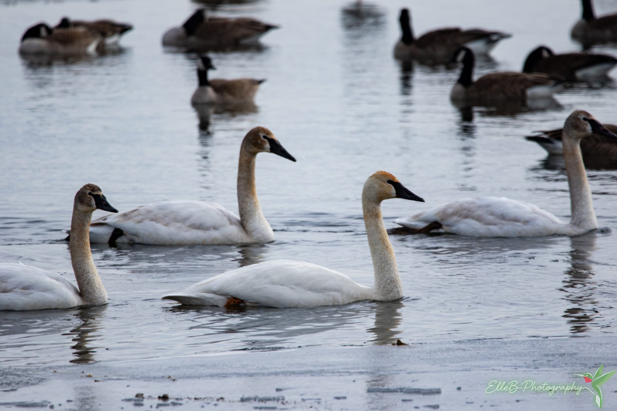 150 Bird Challenge 21-30