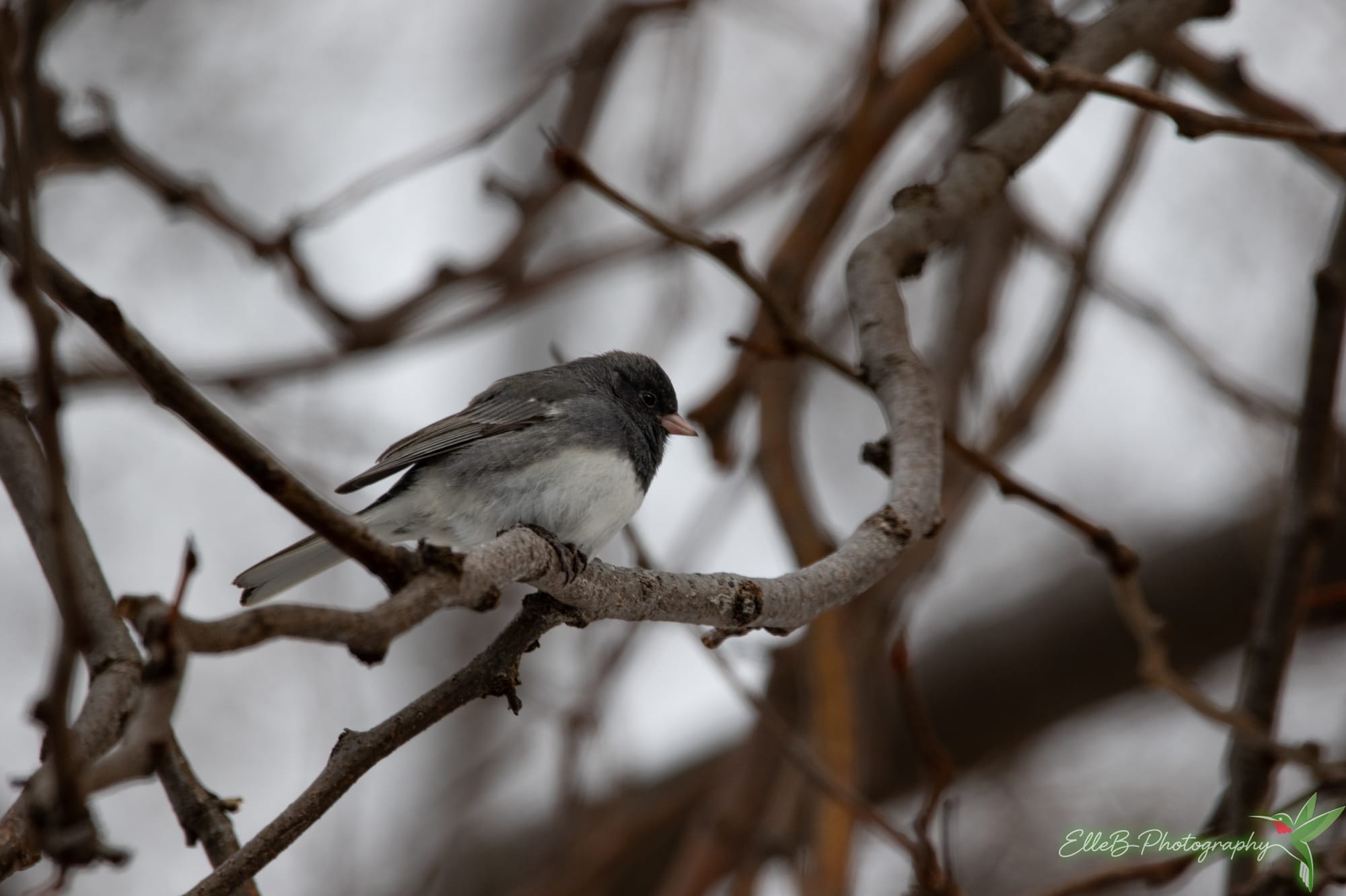 Dark-eyed Junco